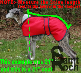 How To Measure your Greyhound