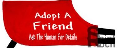 Adopt A Friend Ask The Human For Details